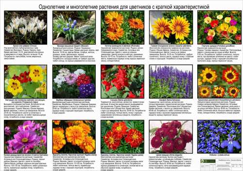 Выбор растений для цветников как выбрать садовые цветы