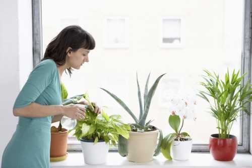 Комнатные растения для гармоничной жизни